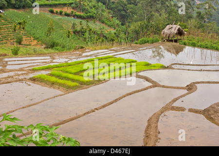 Verde di giovani piante di riso pronto per essere piantato IN UN CAMPO DI RISO IN SRI LANKA Foto Stock