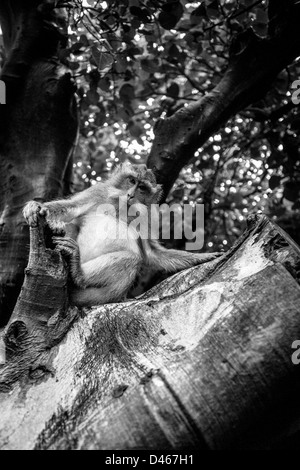 Un Balinese macaco scimmia appoggiati sulla struttura ad albero Foto Stock