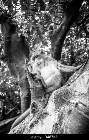 Un Balinese macaco scimmia appoggiati sulla struttura ad albero Foto Stock