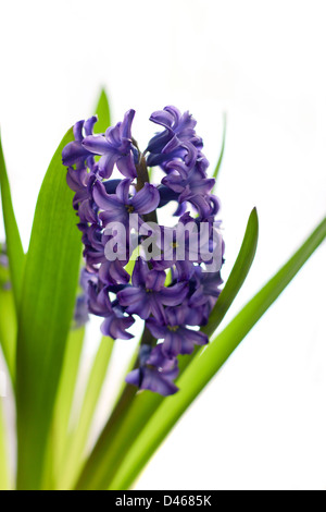 Blu porpora giacinto fiore in primo piano su sfondo bianco Foto Stock