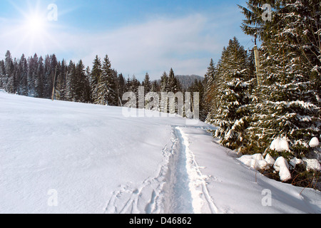 Inverno strada lungo la foresta in Karpaty, Ucraina Foto Stock