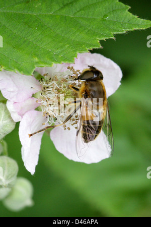 Honeybee femmina Mimic, Dronefly o Hoverfly, pertinax Eristalis, Diptera. Foto Stock