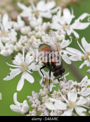 Verde bottiglia o Greenbottle Fly, Lucilia sericata, Calliphoridae, Diptera. Foto Stock