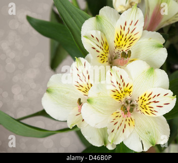 Alstromeria Giglio Peruviano. Foto Stock