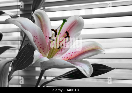 Rosa giglio orientale su nero e sfondo bianco. Foto Stock