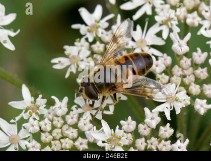 Hoverfly o Drone Fly, Eristalis tenax, Syrphidae, Diptera. Hertfordshire. Foto Stock