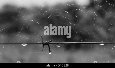 Recinzione Barbwire closeup con tela di ragno in background - con gocce di rugiada ovunque - in bianco e nero. Foto Stock