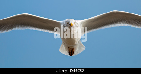 Aringa gull scorrevolezza Foto Stock