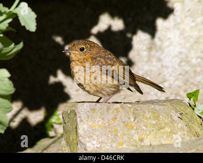 Il novellame di Robin in piedi una roccia nel giardino Foto Stock