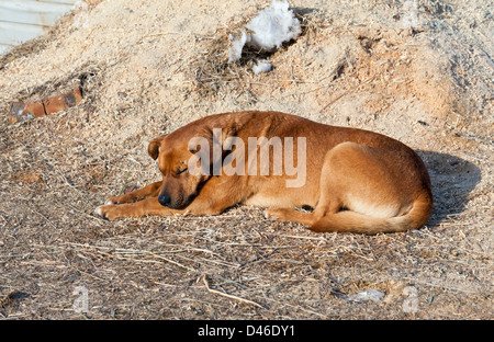 Il grande brown cane randagio dormire a terra Foto Stock