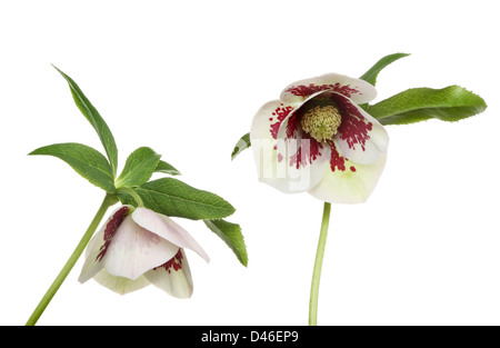 Lato e faccia vista di un fiore veratro e fogliame isolata contro bianco Foto Stock