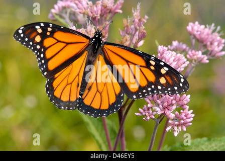 Farfalla monarca sul fiore Foto Stock