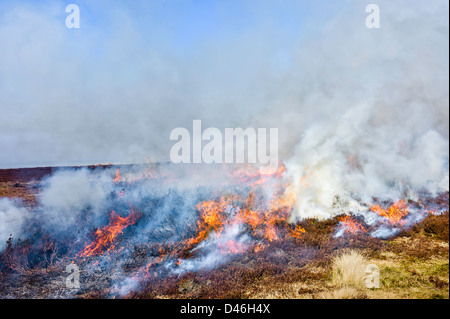 Heather impostato sul fuoco per rinvigorire la crescita fresco. Una strategia impiegata dalla brughiera di gestione nella North York Moors. Foto Stock