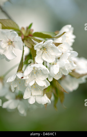 Ciliegio (Prunus avium) in primavera Foto Stock