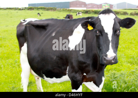 Fresian mucca, Newtownards, County Down, Irlanda del Nord. Foto Stock