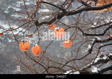 Diospyros kaki kaki tree (orientale) persimmon in inverno la neve Foto Stock