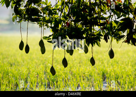 Mangifera indica. La maturazione Mango su un albero in campagna indiana. Andhra Pradesh, India. Silhouette Foto Stock