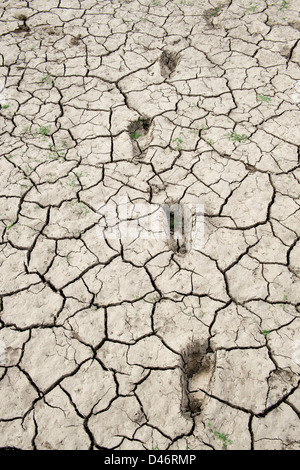 Impronte in secco di argilla di cracking lago il terreno di letto nella campagna indiana. Andhra Pradesh, India Foto Stock