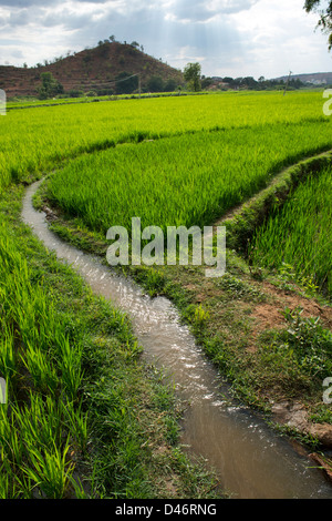 Irrigare le risaie al tramonto. Andhra Pradesh, India Foto Stock