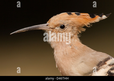 Un primo piano ritratto di Upupa Upupa epops con la pulizia in background di Keoladeo Ghana Bird Sanctuary, Bharatpur, India Foto Stock