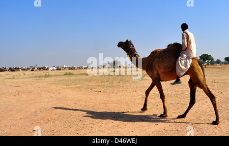 Un indiano herder rides camel come si fanno strada in cammello fiera nella periferia della cittadina di Nagaur in Foto Stock