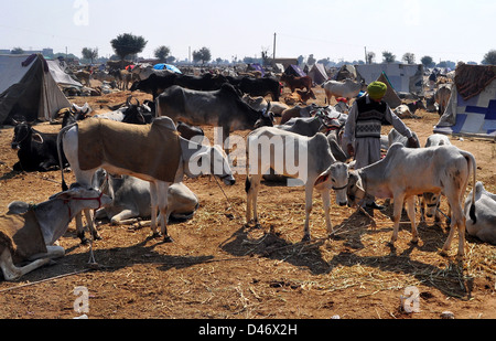 Un fornitore con bullucks durante la fiera del bestiame nella parte occidentale della città indiana di Nagaur, in Rajasthan Foto Stock