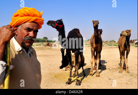 Un fornitore con i suoi cammelli presso la fiera del bestiame nella parte occidentale della città indiana di Nagaur, in Rajasthan. Foto Stock