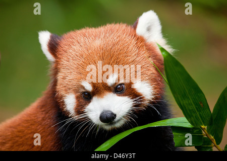 Il panda rosso, Ailurus fulgens, o 'shining cat", è un piccolo mammifero arboree e la sola specie del genere Ailurus. Cina. Foto Stock