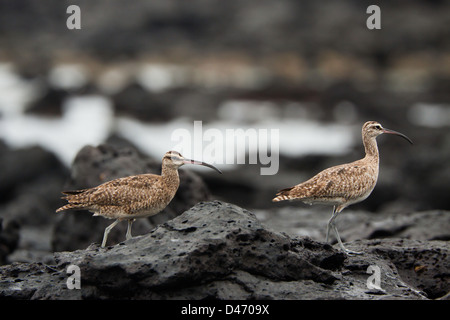 La Whimbrel, Numenius phaeopus hudsonicus, è un wader nella grande famiglia Scolopacidae, Isola di Santa Cruz, Galapagos, Equador. Foto Stock