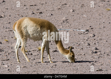 Vicuna (Lama vicugna). Adulto presso il mountain pass Paso de jama vicino a San Pedro de Atacama, Cile Foto Stock