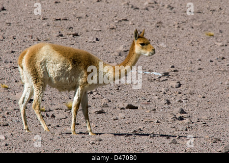 Vicuna (Lama vicugna). Adulto presso il mountain pass Paso de jama vicino a San Pedro de Atacama, Cile Foto Stock