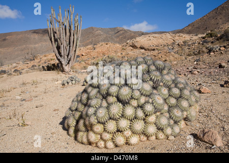 Cactus (Copiapoa cinerascens), Pan de Azucar Parco Nazionale, Chanaral, Cile Foto Stock