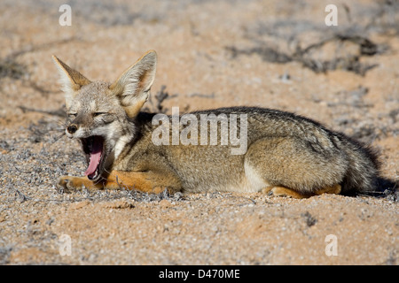 Grigio Zorro, Fox di Patagonia, sud americana Gray Fox (Dusicyon griseus Pseudalopex griseus). Adulto giacente mentre sbadigli. Pan de un Foto Stock