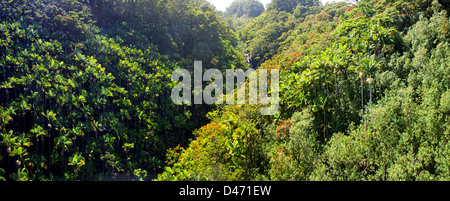 Una lussureggiante foresta pluviale tropicale e Nanue cade sulla costa Hamakua della Big Island delle Hawaii. Foto Stock