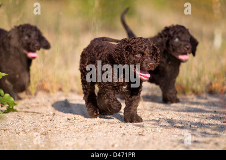 Acqua irlandese Spaniel. Tre cuccioli di camminare sulla sabbia Foto Stock