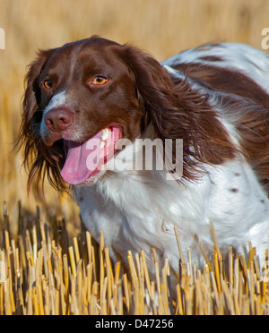 English Springer Spaniel cane che corre in un campo di stoppie in prima serata della luce del sole Foto Stock