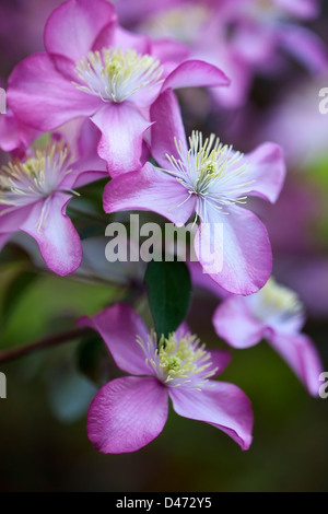 La clematide montana var. rubens 'Freda' (anemone clematis) Foto Stock