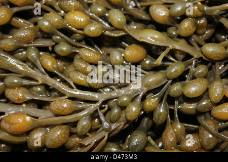 Uovo (a.k.a. Annodato) Wrack Ascophyllum nodosum mostra la capacità riproduttiva in recipienti Foto Stock