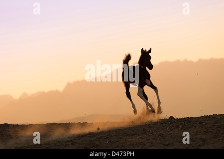 Razza Arabian Horse. Pinto puledro galopping nel deserto Foto Stock