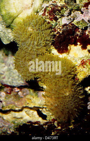 Discosoma sp., fungo corallo, Indo-pacifico Foto Stock