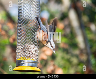 Eurasian picchio muratore (Sitta europaea) prendendo il largo da alimentare sui cuori di semi di girasole da un uccello alimentatore in un giardino inglese, Surrey, sud-est dell'Inghilterra, Regno Unito Foto Stock