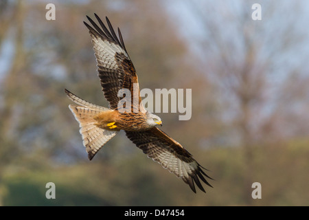 Aquilone rosso, Milvus milvus svetta sulla campagna in Galles Foto Stock