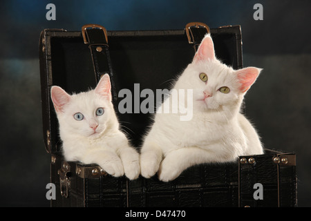 Cat. domestico Due cuccioli bianchi (5 mese) in una valigia nera Foto Stock