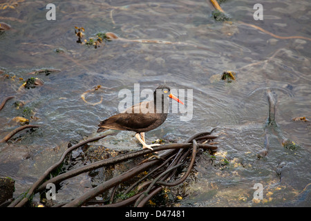 Il nero, Oystercatcher Haematopus bachmani, è una cospicua Pacific Coast shorebird endemiche, British Columbia, Canada. Foto Stock