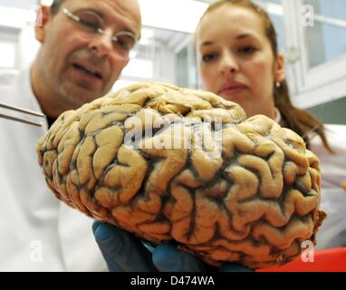 Il Professor Neuroimmunologist Ingo Bechmann (L) e biologo Kerstin Immig esaminare un cervello umano campione presso l'istituto di anatomia dell'Università di Lipsia, in Germania, il 21 febbraio 2013. Primi risultati della ricerca di Bechmann del team di ricerca sembrano sottolineare il fatto che il sovrappeso può essere causa di danni permanenti al tessuto cerebrale umano. Bechmann del team di ricerca è parte del progetto di ricerca internazionale ICEMED che è finanziato con 30 milioni di euro, la marcatura di uno dei maggiori fondi di ricerca per la ricerca biomedica in tutto il mondo. Foto: Waltraud Grubitzsch Foto Stock