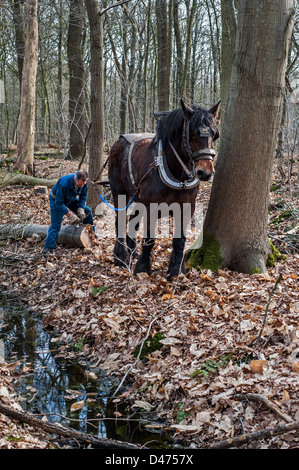 Forester trascinando tronco di albero dalla foresta con progetto belga cavallo / Brabant cavallo pesante (Equus caballus), Belgio Foto Stock