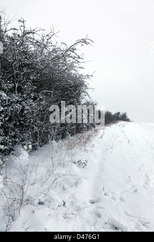 Coperta di neve lungo le siepi in Inghilterra Foto Stock