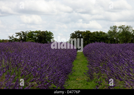 Righe di lavanda che cresce in un campo Foto Stock