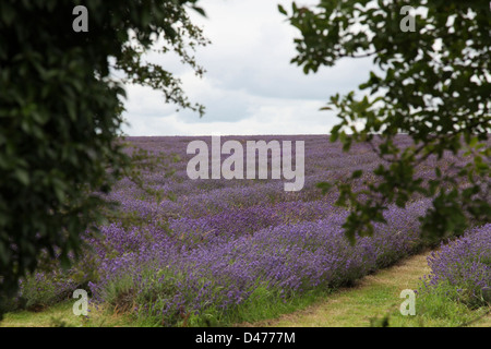 Campo di lavanda visto attraverso gli alberi Foto Stock