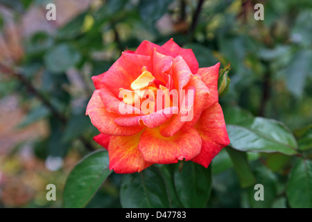 Unico open red rose Foto Stock